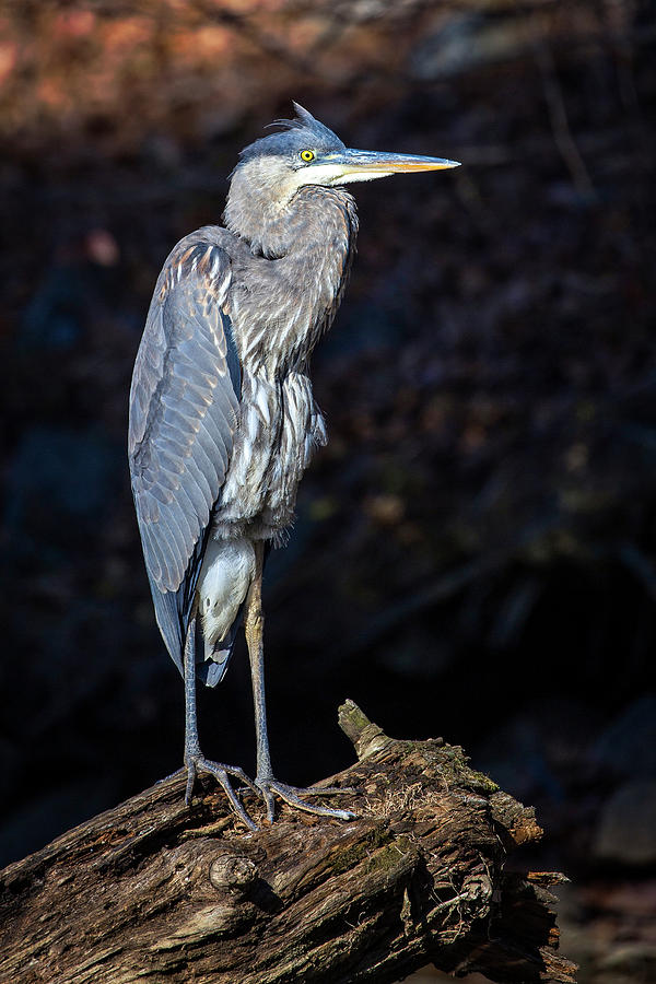 Late Afternoon Heron Photograph by Alan Raasch