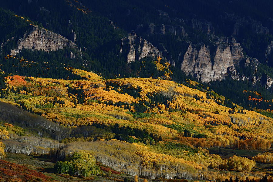 Late afternoon light on aspen groves at Silver Jack Colorado Photograph by Jetson Nguyen