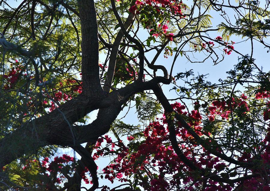 Late Afternoon Tree Silhouette with bougainvilleas I Photograph by Linda Brody