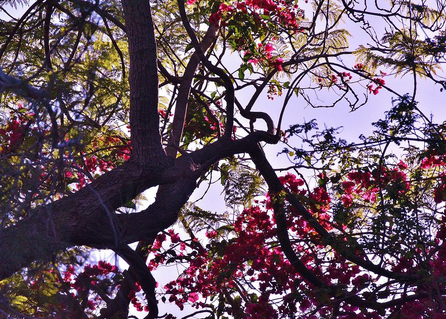 Late Afternoon Tree Silhouette with bougainvilleas III Photograph by Linda Brody
