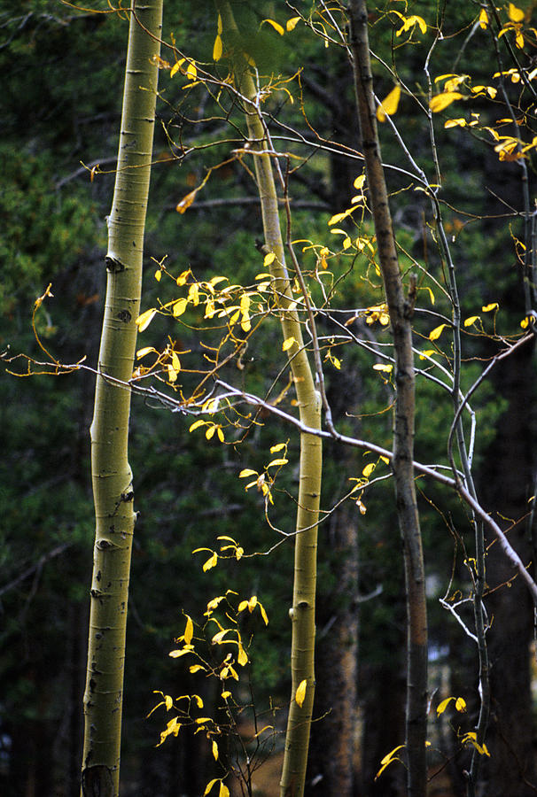Fall Photograph - Late Aspen by Jerry McElroy