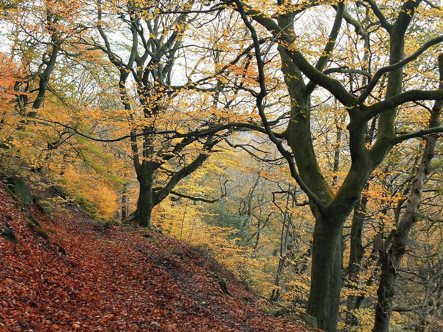 Late Autumn Beech Forest With Golden Leaf Colours  Photograph by Philip Openshaw