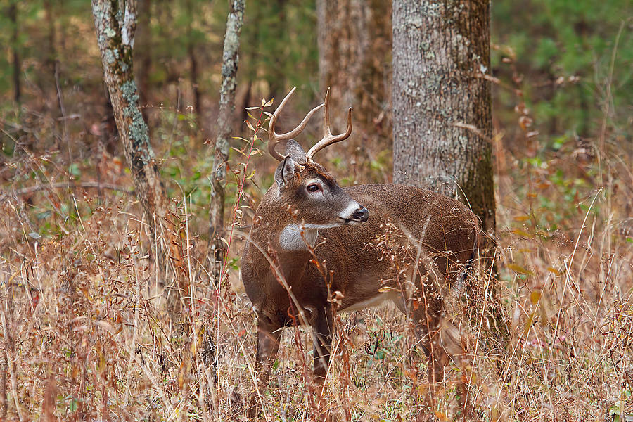 Young Buck Photograph by Rhonda McClure