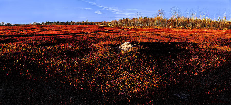 Late Autumn Crimson Blueberry Barrens Photograph by Marty Saccone