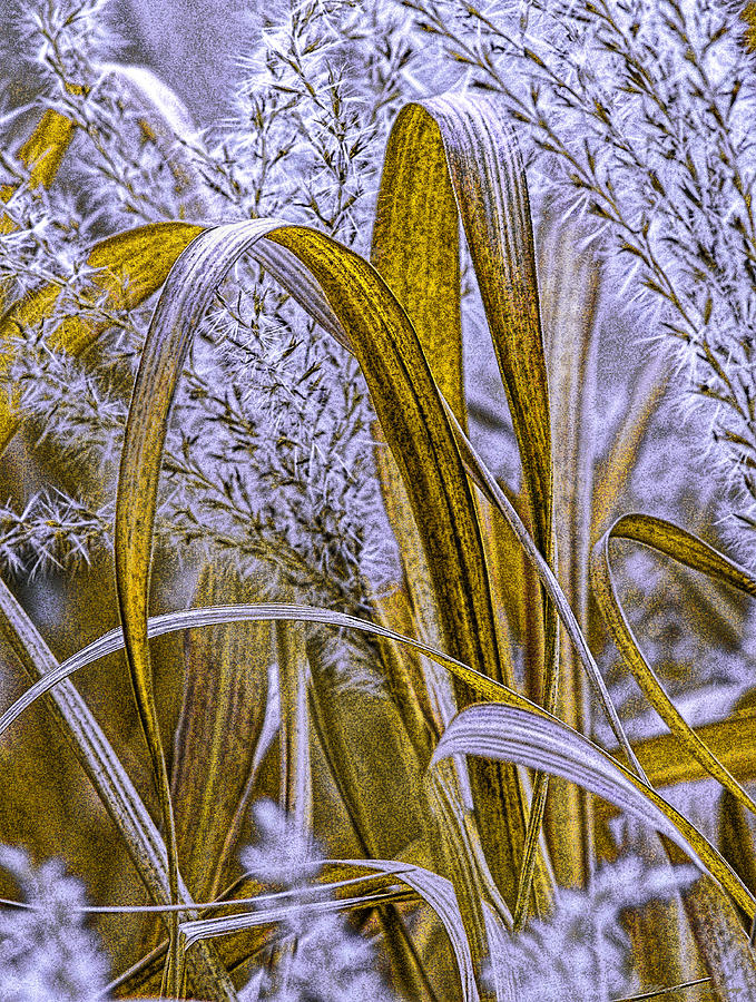 Late Autumn Maiden Grasses Photograph by Marty Saccone