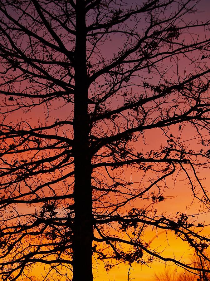 Sunset Photograph - Late Autumn Sunset by Denise Irving