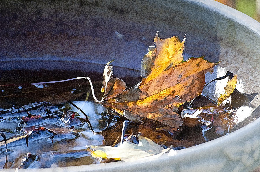 Fall Photograph - Late Bird Bath by Ross Powell