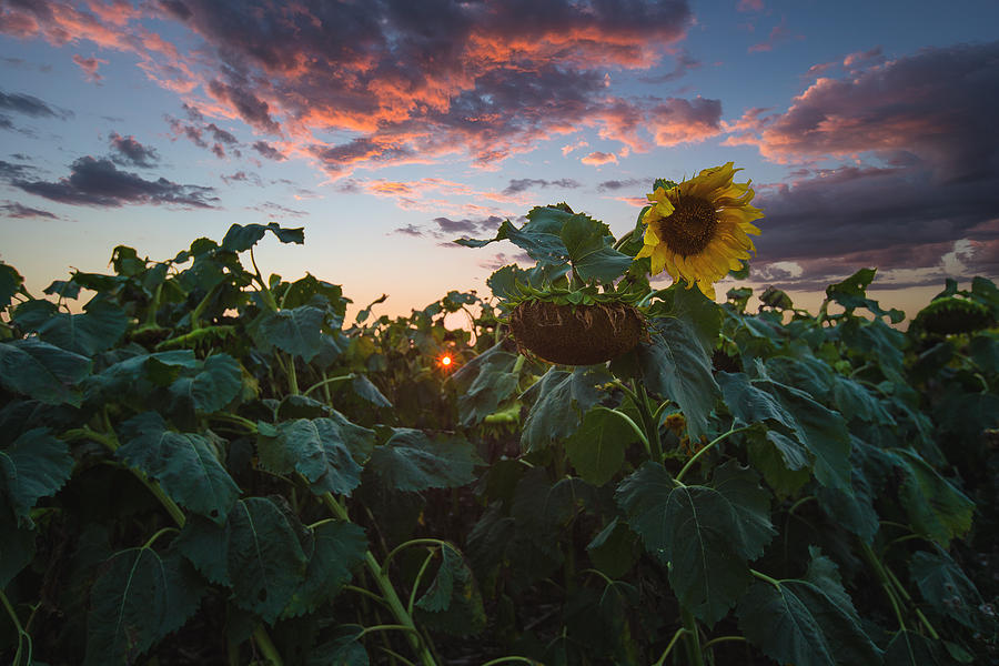 Late Bloomer Photograph by Aaron J Groen