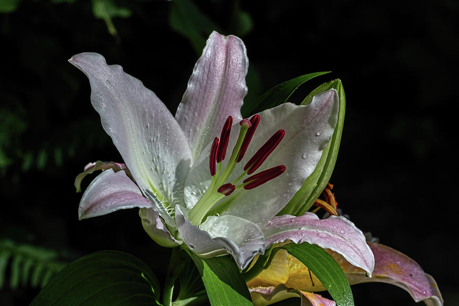 Late Blooming Lily Photograph by John Haldane
