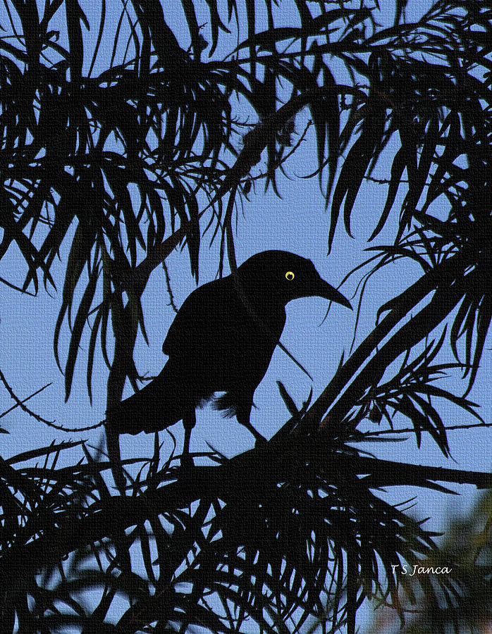 Late Evening Grackle Photograph by Tom Janca