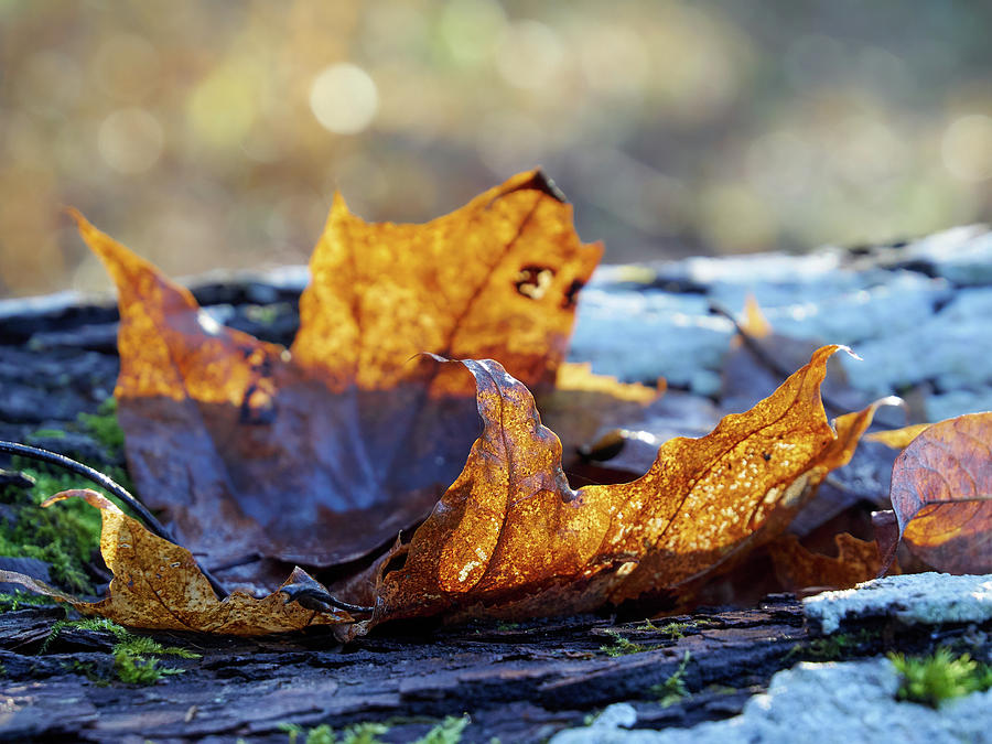 Late Fall colors Photograph by Jouko Lehto