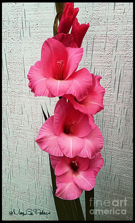 Late Fall   Gladiola   Photograph by MaryLee Parker
