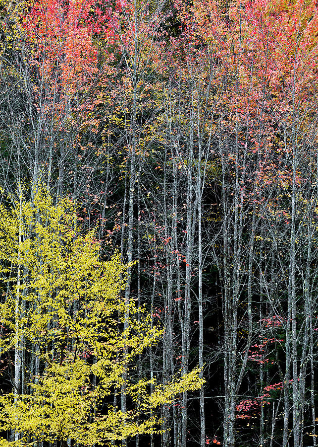 Late Fall Woods Photograph by Alan L Graham
