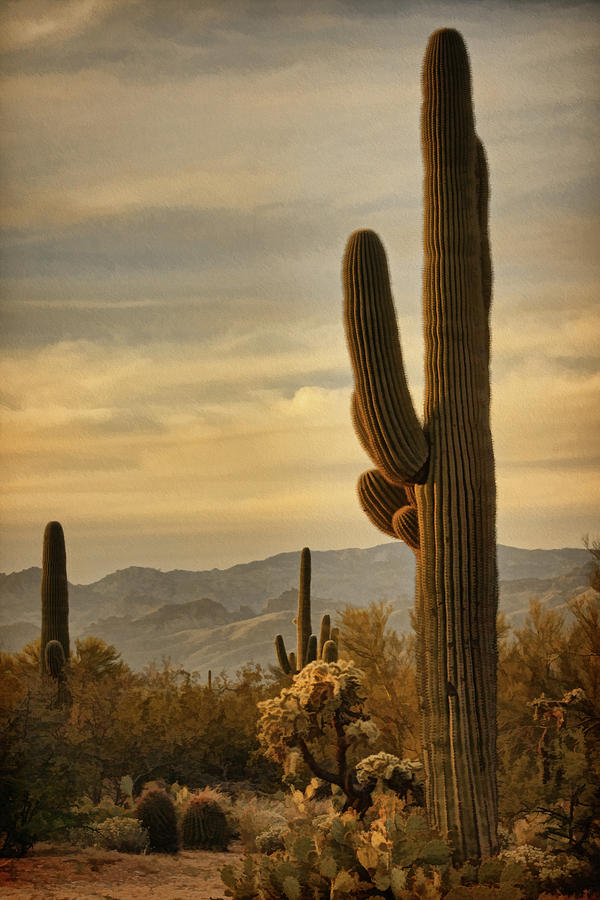 Late light 0n Saguaro bz Photograph by Theo OConnor