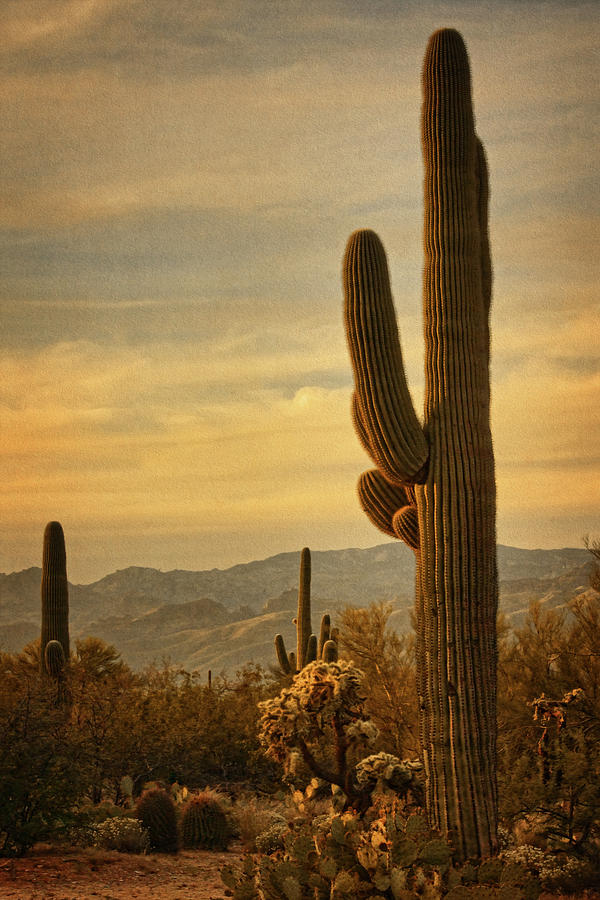 Late light 0n Saguaro txt Photograph by Theo OConnor