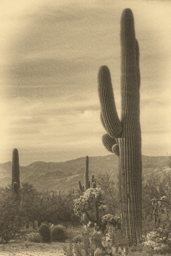 Late Light on Saguaro ant Photograph by Theo OConnor