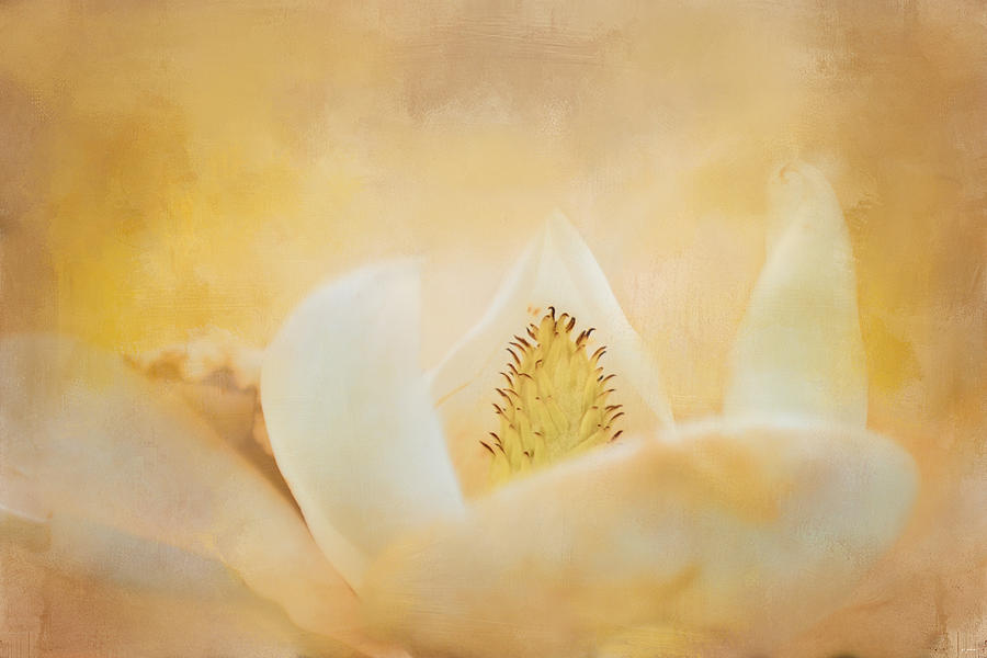 Late Magnolia 2 Flower Art Photograph by Jai Johnson