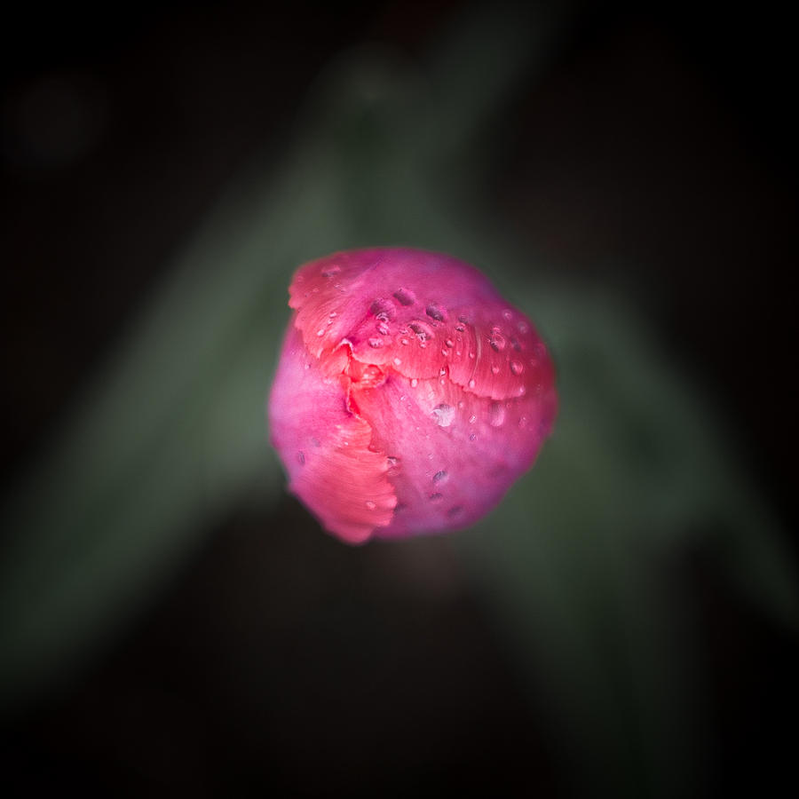 Late May 7 pink tulip Photograph by Jakub Sisak