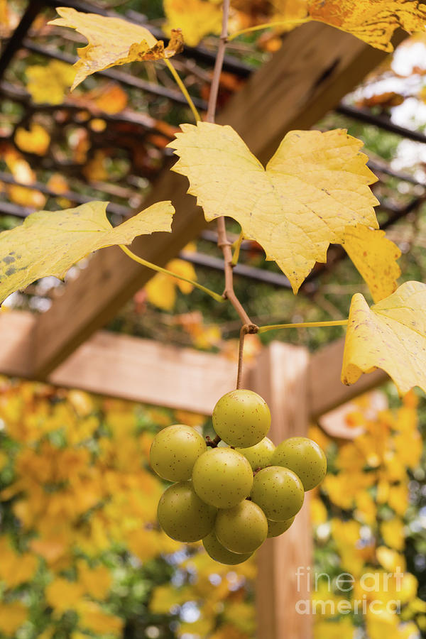 Late Muscadine Grapes with Autumn Foliage Photograph by MM Anderson