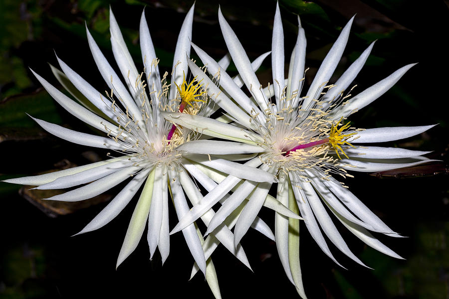 White Flowers Photograph - Late Night Beauties by Kelley King