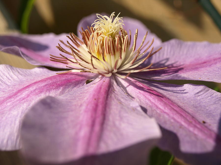 Late Season Bloom - 1 - Clematis Photograph by Jeffrey Peterson