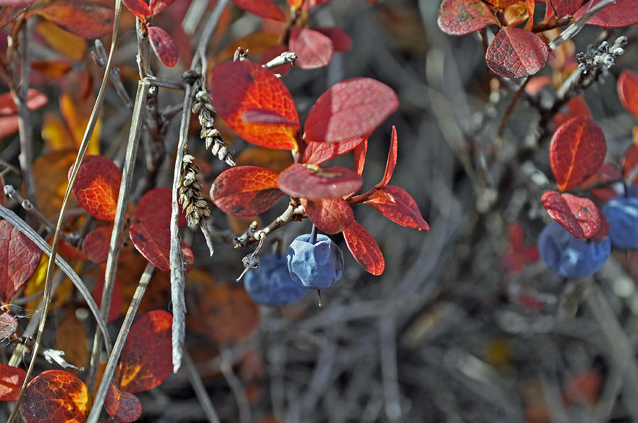 Late Season Blueberries Photograph by Cathy Mahnke
