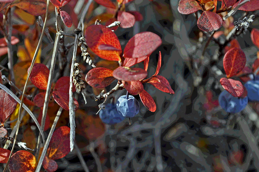 Late Season Blueberries Posterized Photograph by Cathy Mahnke