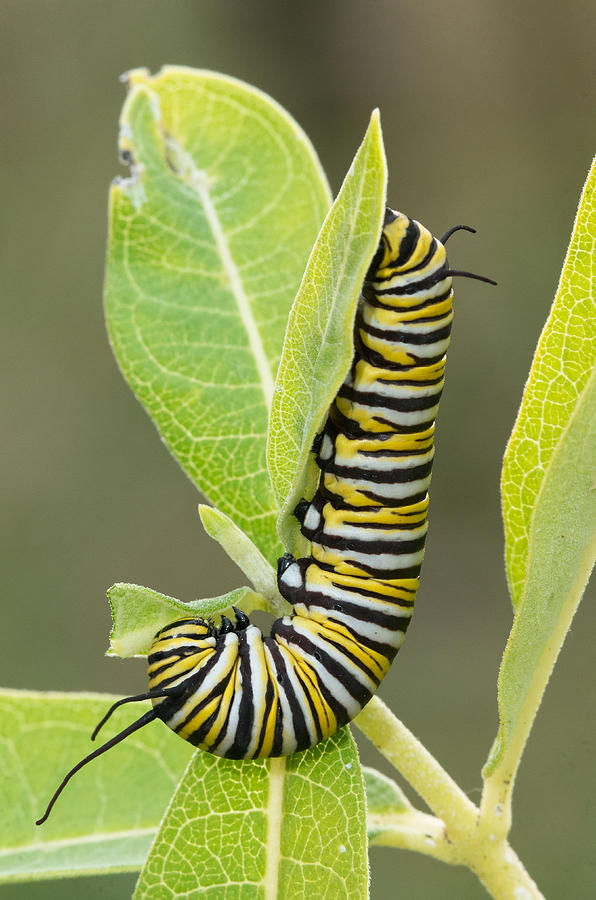 Late Season Monarch Photograph by Jim Zablotny
