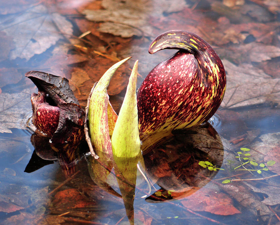 Late Skunk Cabbage Photograph by Frank Winters