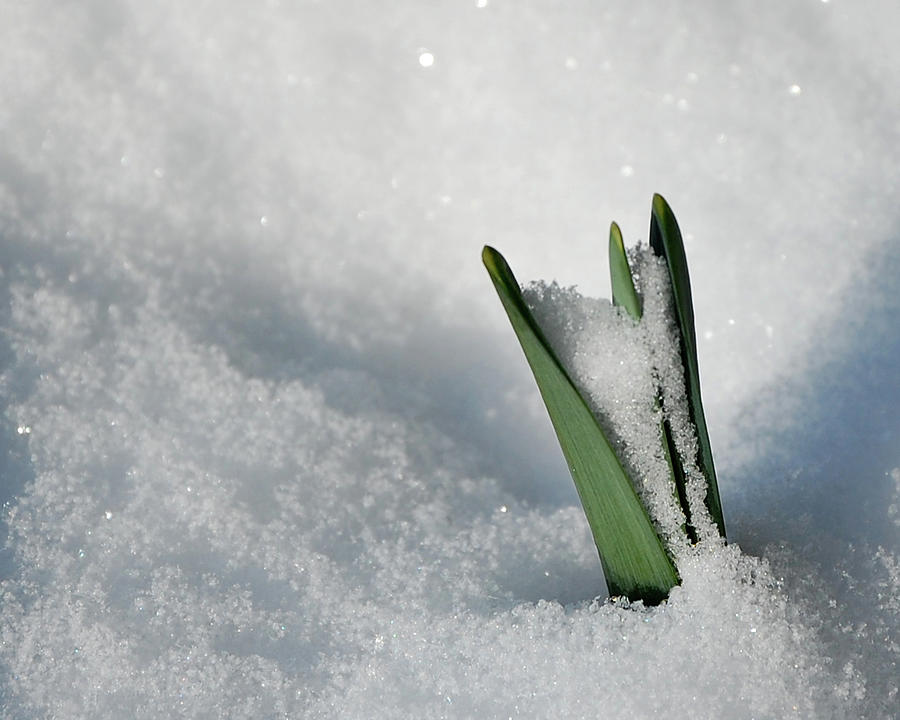Spring Photograph - Late snow by Lisa Kane Spring Photograph - Late snow by Lisa Kane