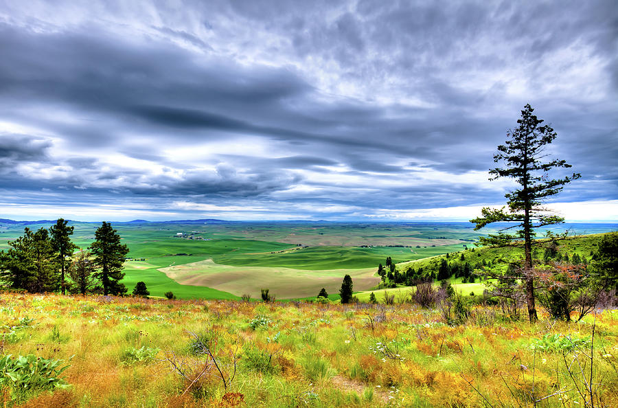 Late Spring on Kamiak Butte Photograph by David Patterson