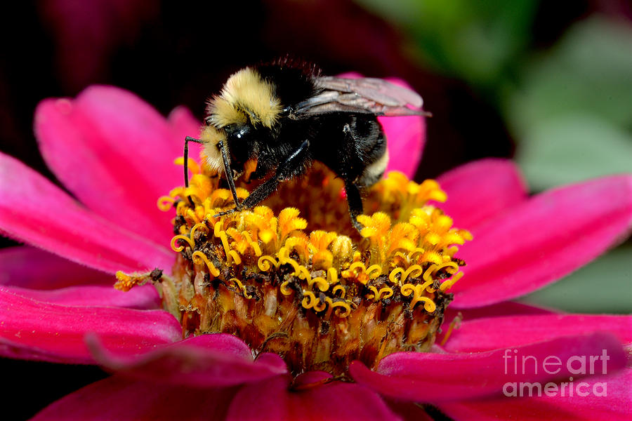 Late Summer Bee Activity Photograph by Terry Elniski