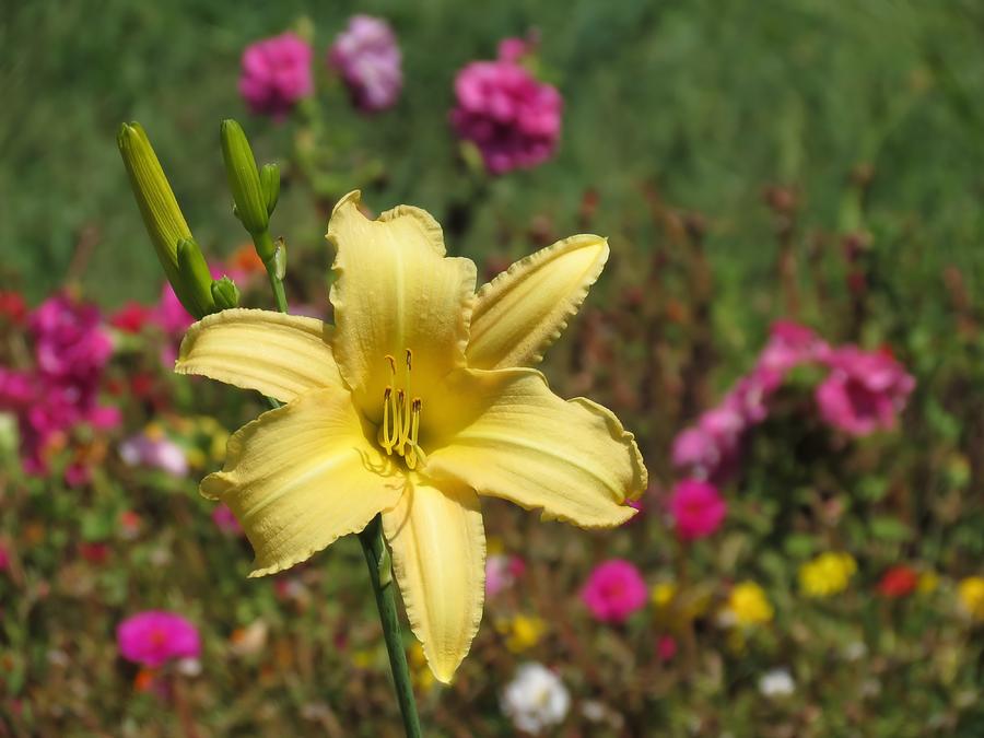 Lily Photograph - Late Summer Daylily by MTBobbins Photography
