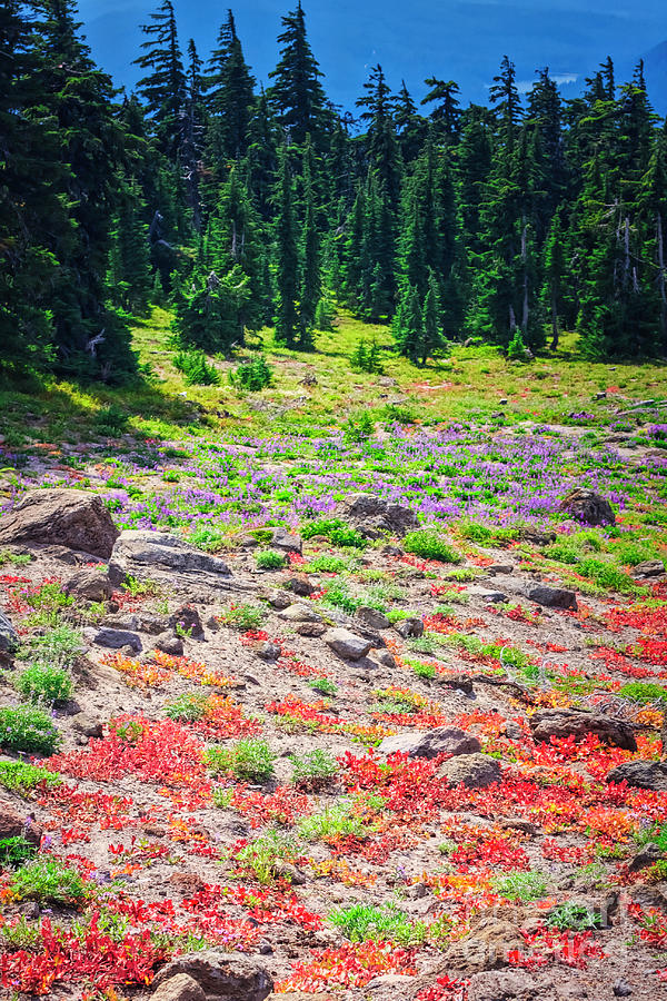 Late summer/early autumn on Mt. Hood Photograph by Bruce Block
