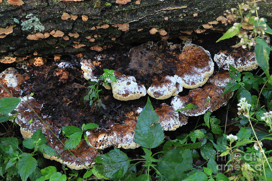 Late Summer Fungus  Photograph by Rick Rauzi