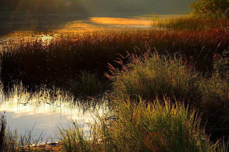 Late Summer Glow Photograph by Dianne Cowen Cape Cod Photography