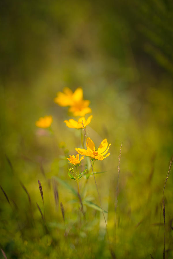 Late Summer Gold Photograph by Shane Holsclaw