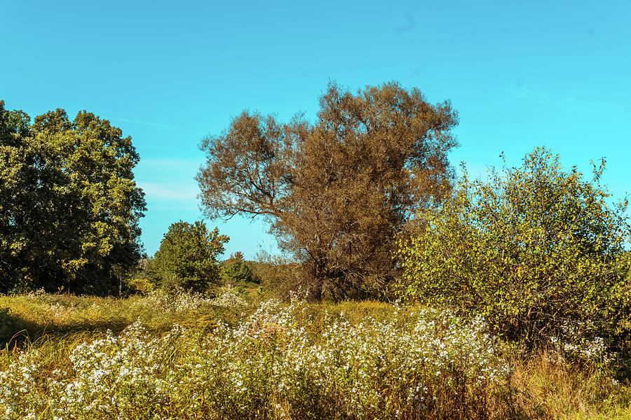 Late Summer landscape Photograph by Lilia S