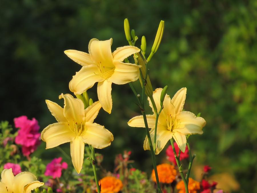 Flower Photograph - Late Summer Lilies by MTBobbins Photography