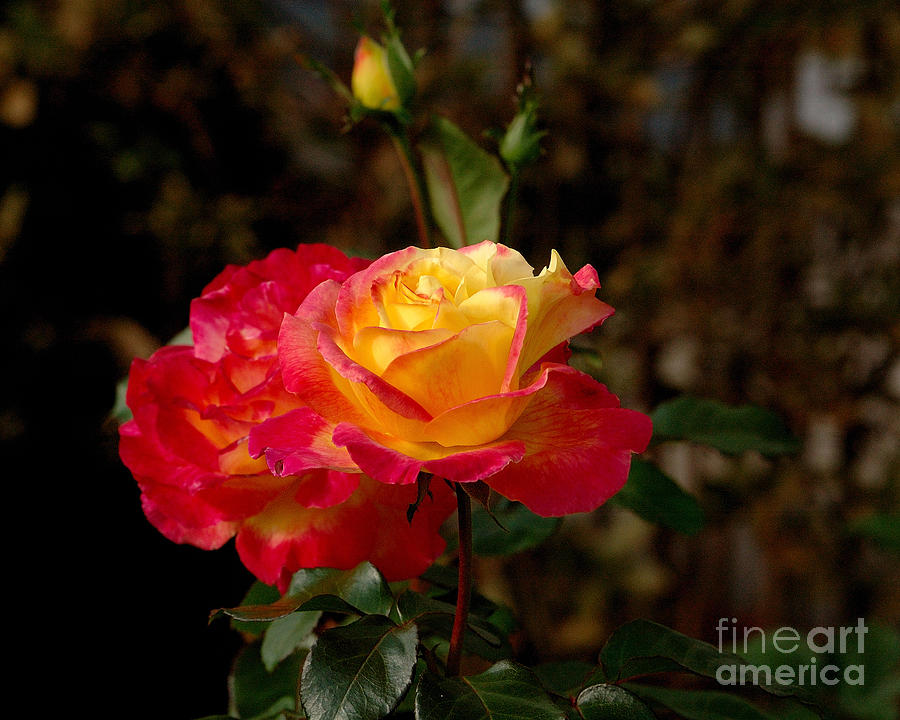 Late Summer Rose Photograph by Edward Sobuta
