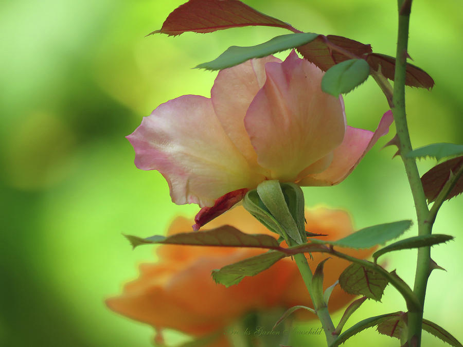 Late Summer Roses - Images from the Garden - Floral Photography Photograph by Brooks Garten Hauschild