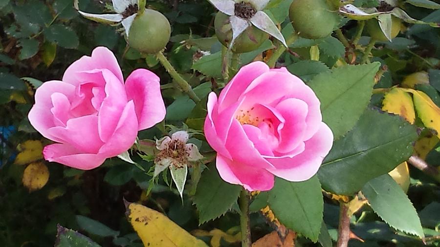 Late Summer Roses In Asbury Park Photograph