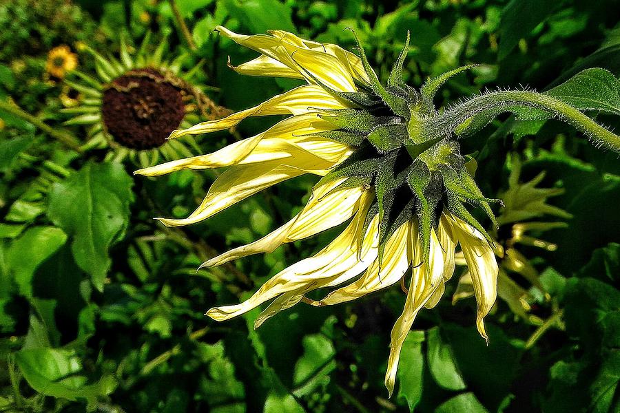Late summer Sunflower Photograph by Per Lidvall