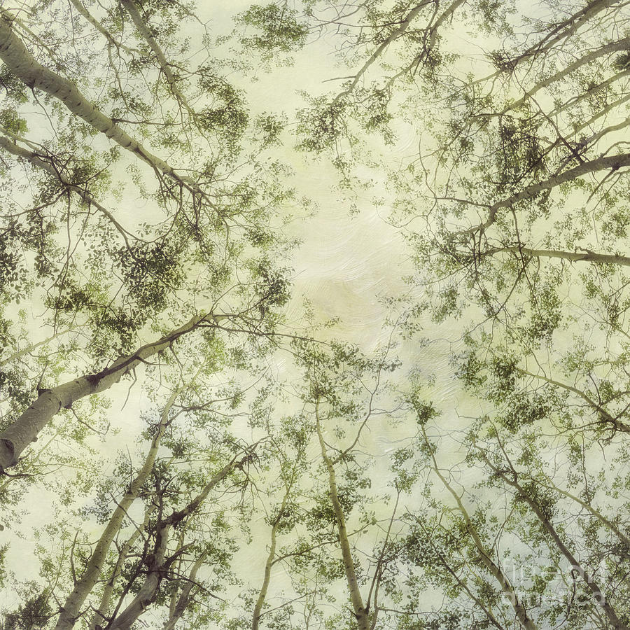 Tree Photograph - Late Summer Tree Tops by Priska Wettstein