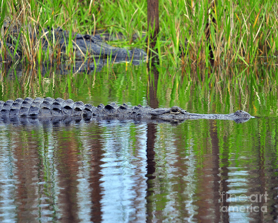 Later Gator Photograph by Al Powell Photography USA