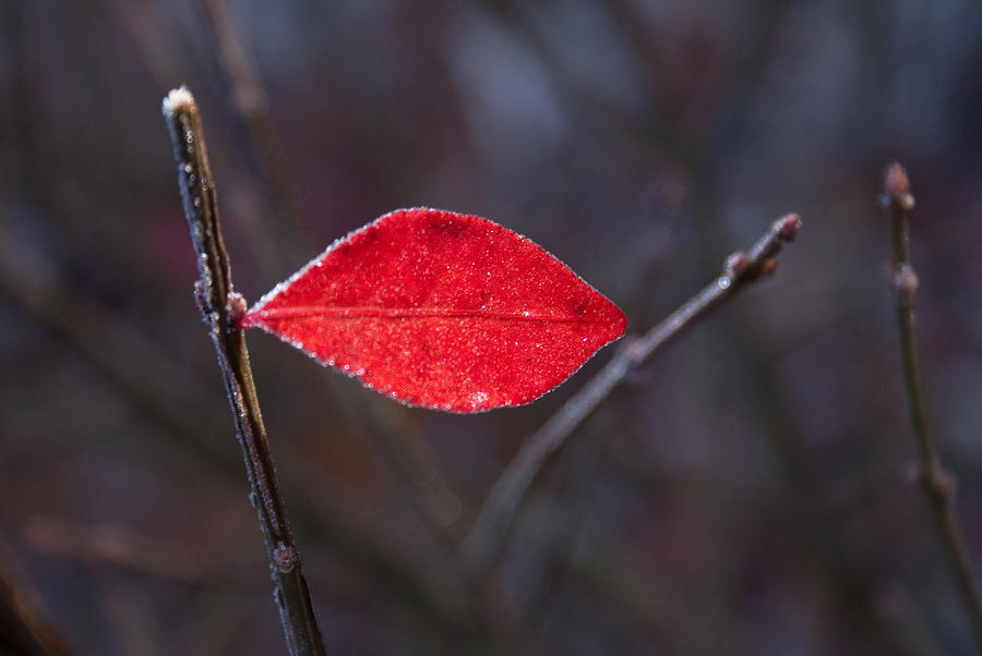 Lateral Red Leaf Photograph by Douglas Barnett