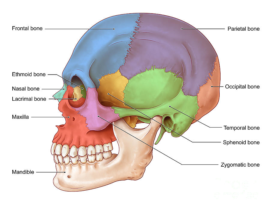 Lateral Skull Illustration Photograph By Evan Oto