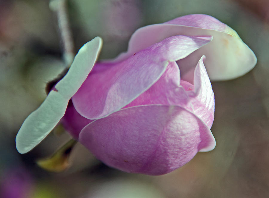 Flowers Still Life Photograph - Lathrop California by Paul Shefferly