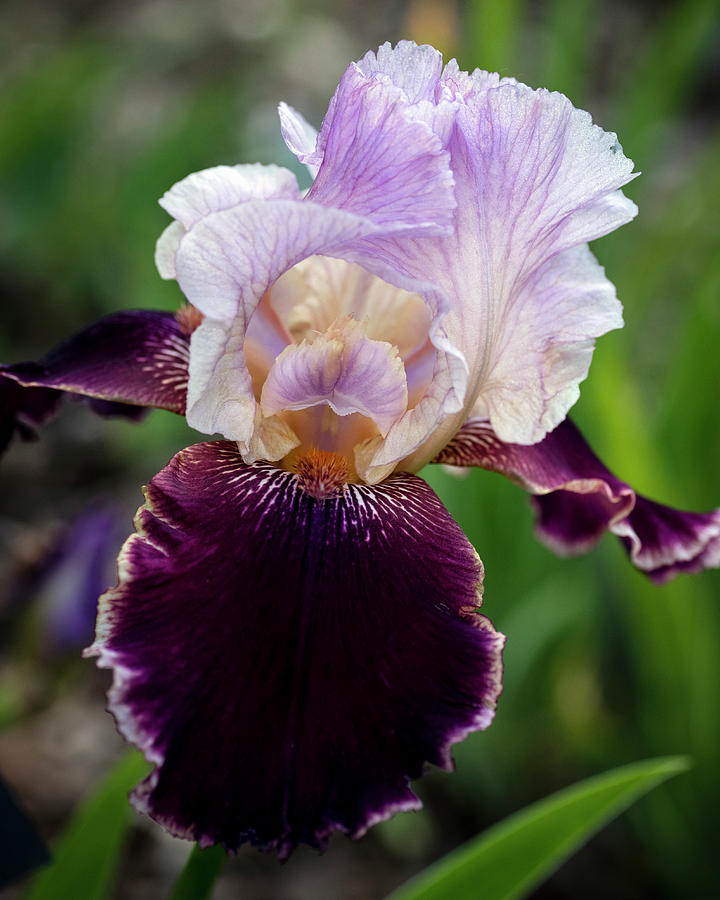 Iris Photograph - Latin Lover by KG Photography