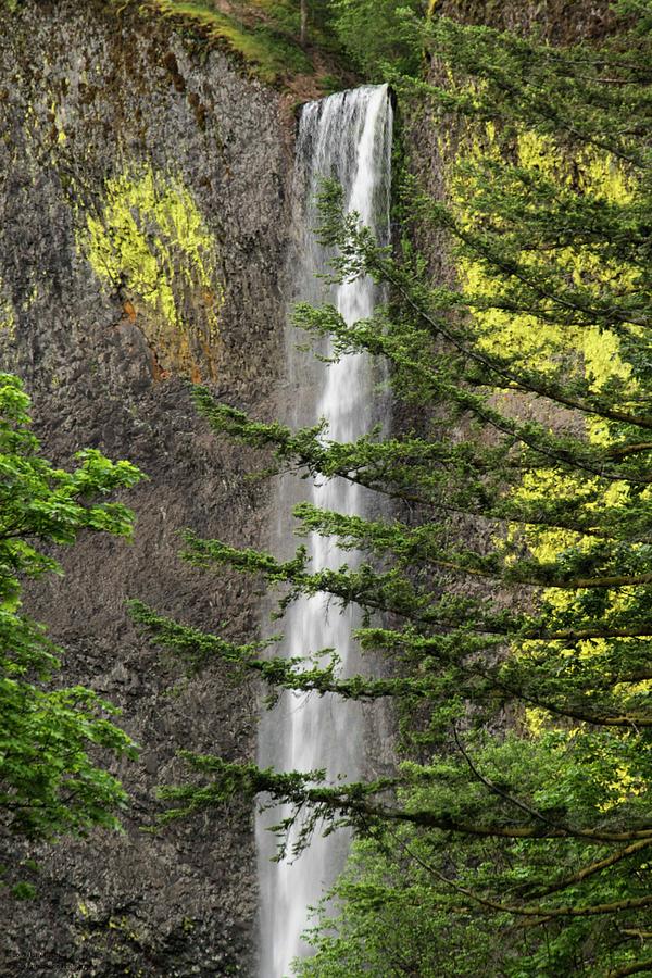 Latourell Falls - 1 Photograph by Hany J